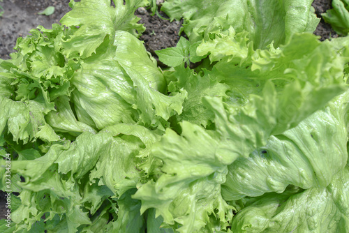 Green leaves of salad
