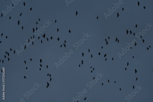 Flock of corvids (Corvidae) captured in Belarus