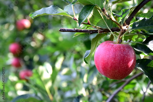 Reife rote Äpfel zur Apfelerntezeit in Südtirol