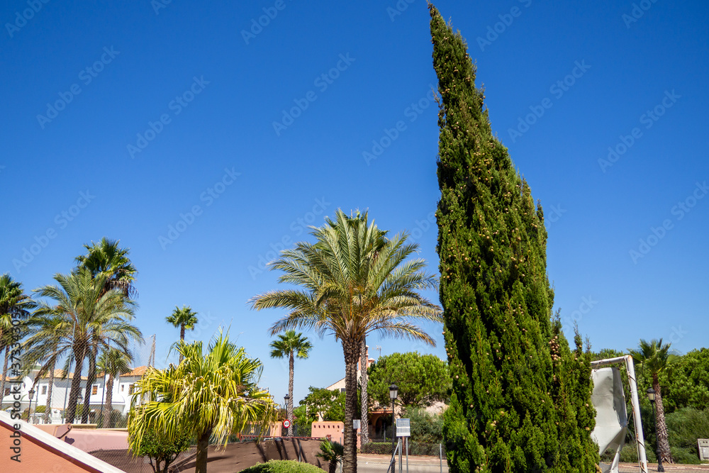 Vista de unas palmeras bajo el cielo azul