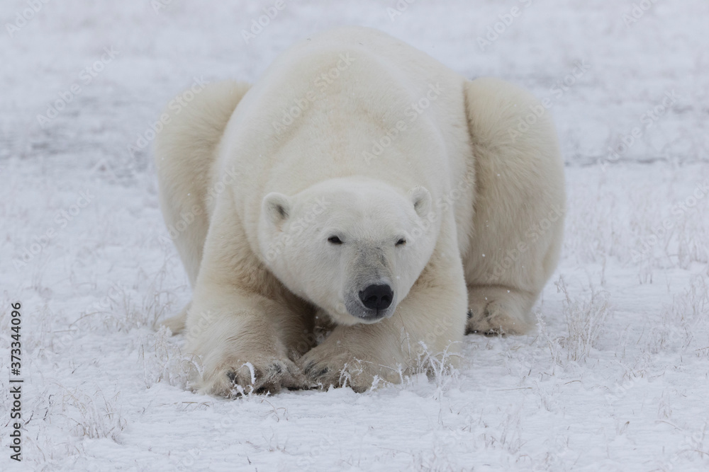 Adult Polar Bear in Sub-arctic region of Hudson Bay Canada Adult Polar Bear in Sub-arctic region of Hudson Bay Canada