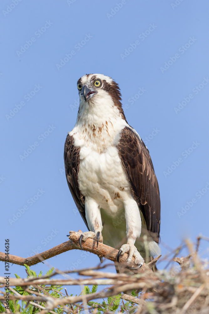 Beautiful Osprey on Blue Cypress Lake, Vero Beach Florida
Beautiful Osprey on Blue Cypress Lake, Vero Beach Florida
