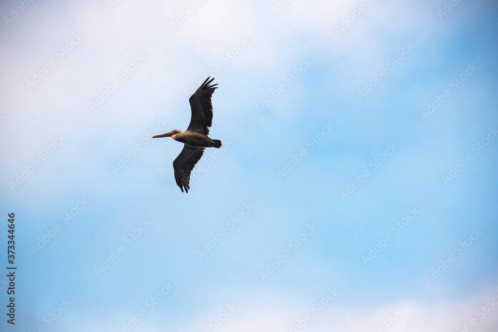 Pelican flying in a blue sky off the coast of the Colombian Pacific Ocean.