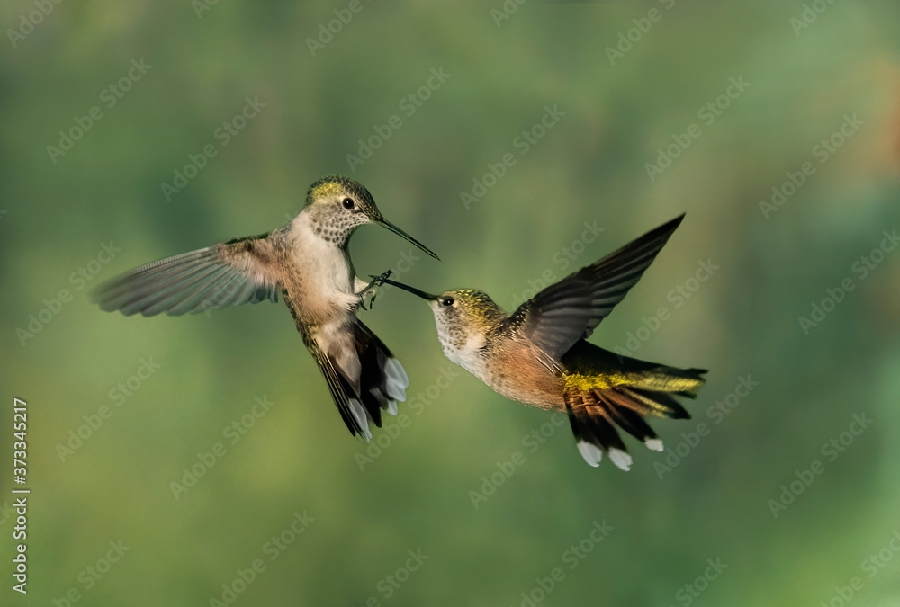 Fototapeta premium En Garde - Two female broad-tailED hummingbirds appear to be fencing in midair and one appears to have gotten the point. Silverthorne, Colorado
