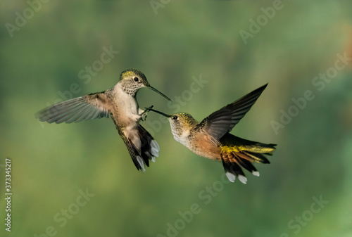 En Garde - Two female broad-tailED hummingbirds appear to be fencing in midair and one appears to have gotten the point. Silverthorne, Colorado © richardseeley