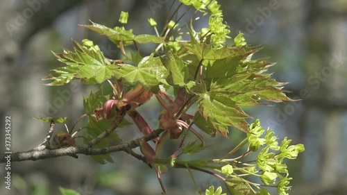 Green maple leaves in early spring