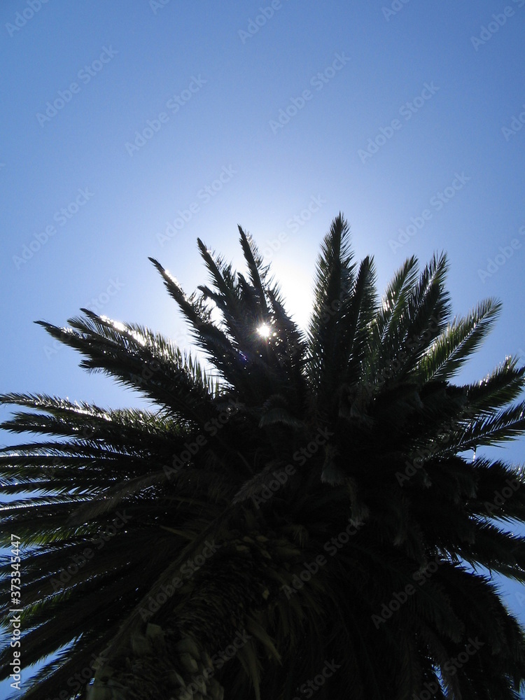 Naklejka premium palm tree against blue sky