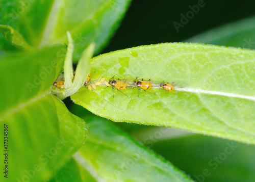 A line of adult and nymph Oleander Aphids feeds on a Milkweed leaf