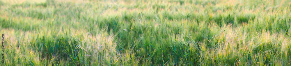 Agricultural panoramic landscape background. Agricultural field with ears of young barley on sunset Agricultural panoramic landscape background. Agricultural field with ears of young barley on sunset