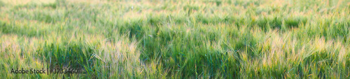 Agricultural panoramic landscape background. Agricultural field with ears of young barley on sunset