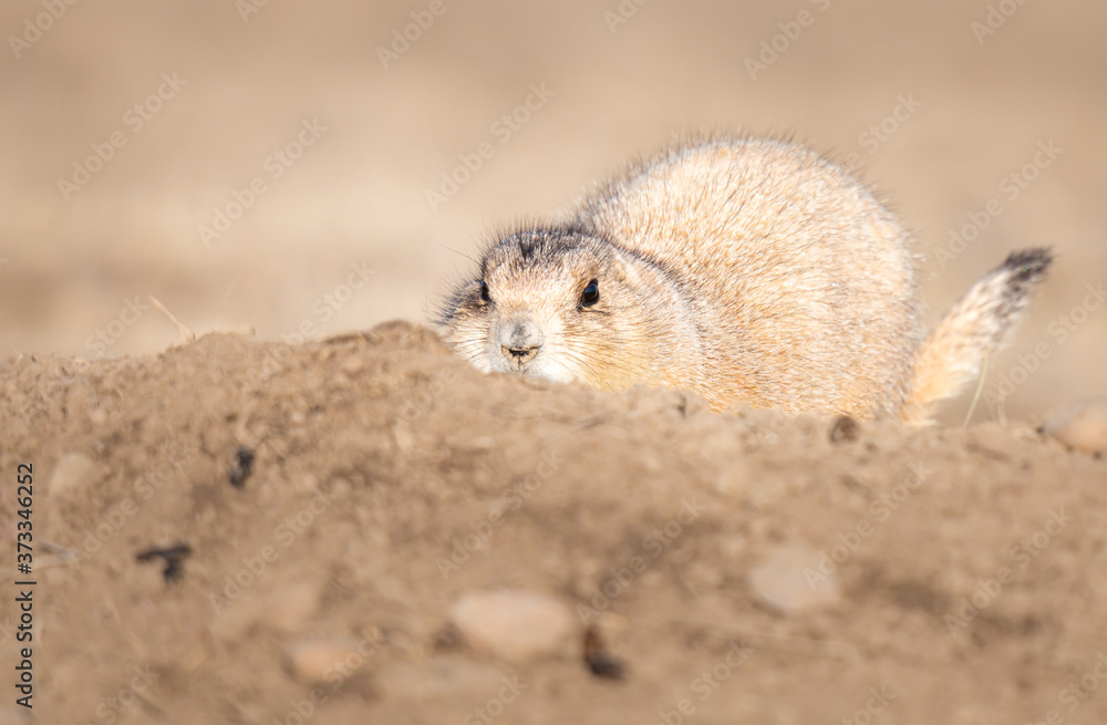 Obraz premium Prairie dog in the wild