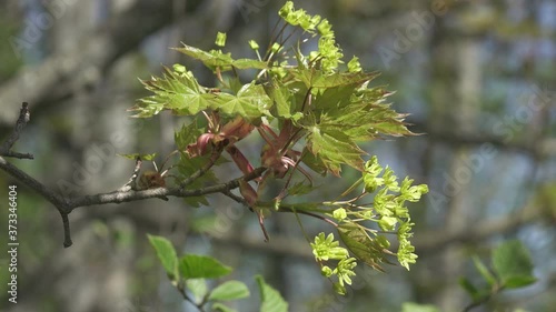 Green maple leaves in early spring