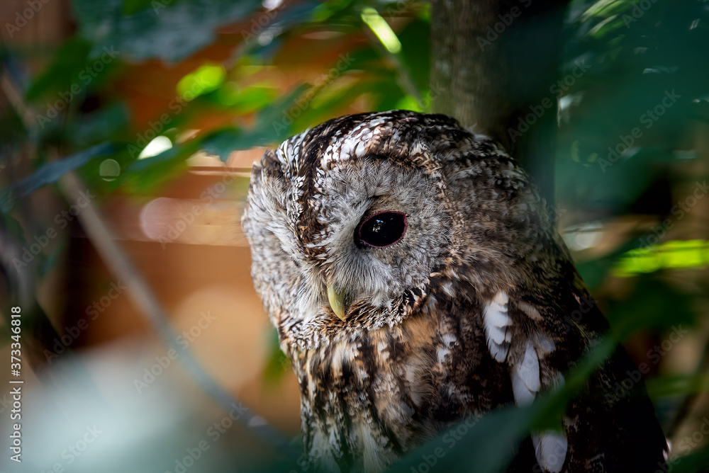 Owl in the forest - Aosta Valley - Italy