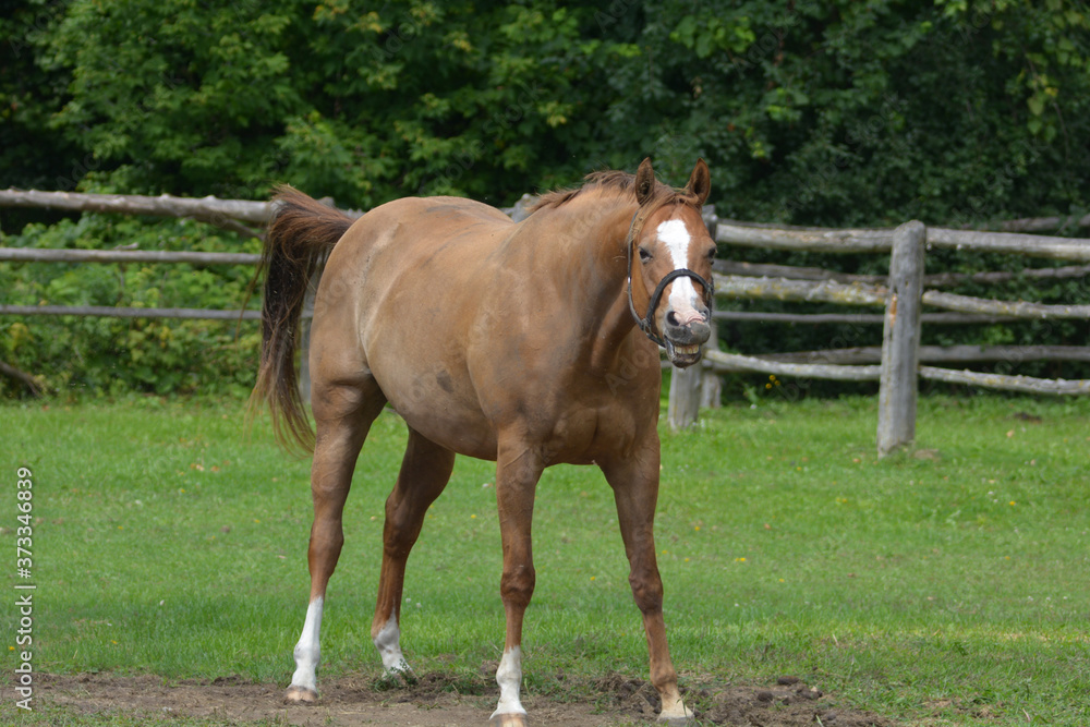 Chestnut horse shaking off dirt after rolling Chestnut horse shaking off dirt after rolling