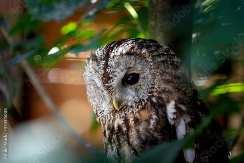 Obraz na płótnie Owl in the forest - Aosta Valley - Italy w salonie