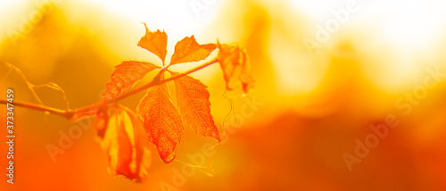 Red leaves of a wild grapes. Autumn leaves of wild grapes with blurred background. Autumn background. Copy space