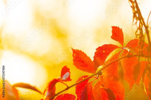 Red leaves of a wild grapes. Autumn leaves of wild grapes with blurred background. Autumn background. Copy space
