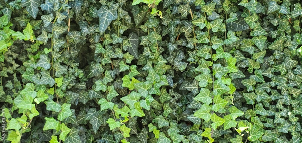 green ivy on wall green ivy on wall