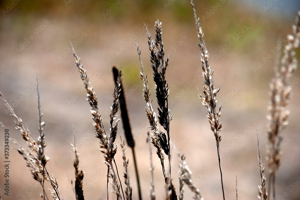 Fototapeta premium dry grass on the roadside