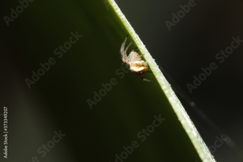 spider on leaf © Marco