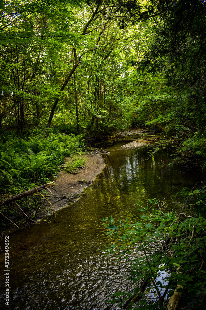 stream in the forest stream in the forest