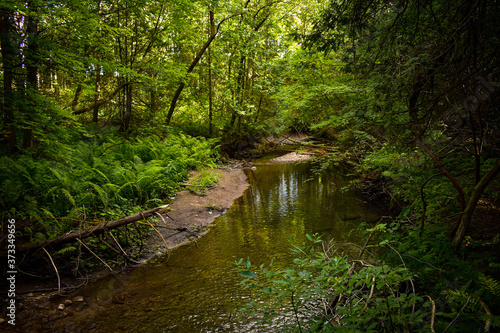 stream in the forest © Mitchell Dassylva