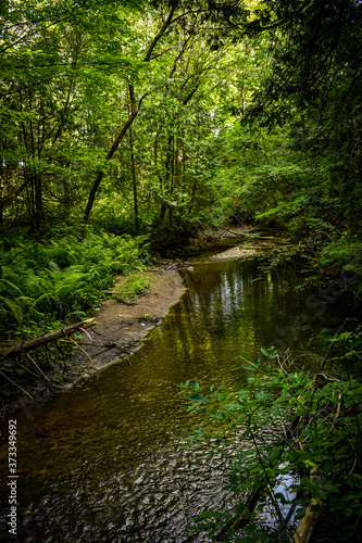 stream in the forest © Mitchell Dassylva
