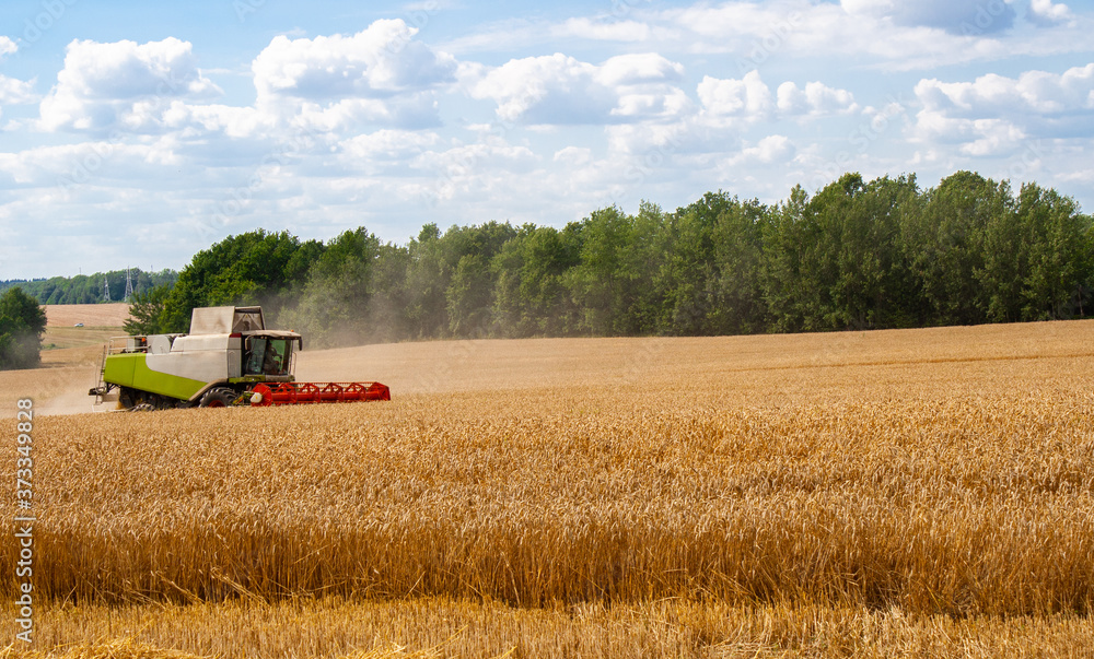 Obraz premium Combine harvester harvests ripe wheat in field, against of trees and blue sky with clouds background in sunny day. Procurement of cereal seeds by reaping machine for flour production. View close up.