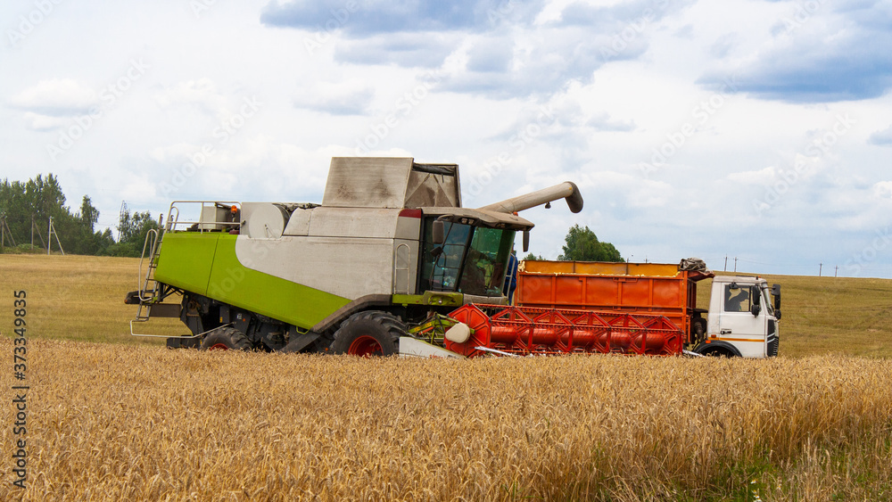 Obraz premium Collecting wheat grain with a modern combine, unloading seeds into a truck. Harvesting grain crops with a combine harvester on the field, against the background of trees and blue sky with clouds