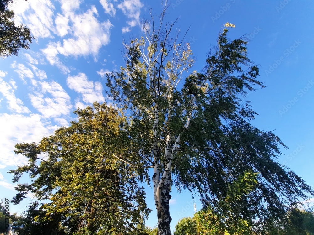 Obraz premium Birch tree