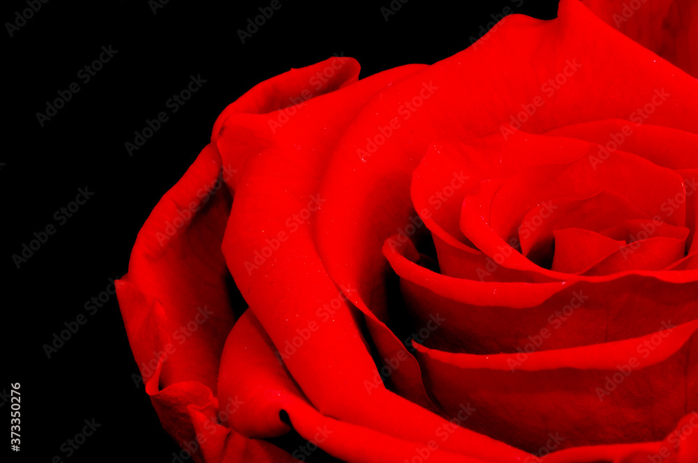 Naklejka premium close up red rose