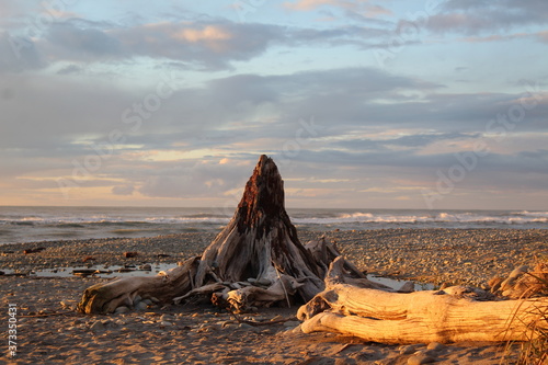 tree on the beach