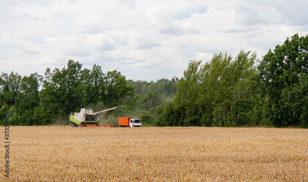 Obraz premium Collecting wheat grain with modern harvester unloading seeds into truck trailer in distance. Harvesting grain crops with combine harvester on field against background of tree and blue sky with clouds