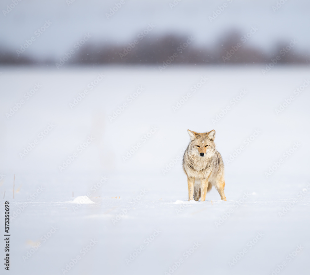 Fototapeta premium Coyote in the wild