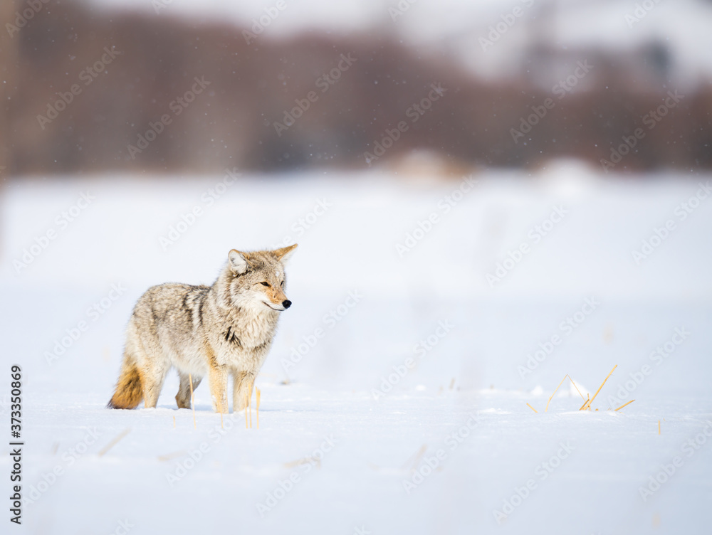 Fototapeta premium Coyote in the wild