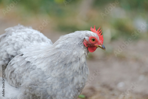 4 -Close up of pet grey pekin bantam chickens face showing colorful red comb and wattle.