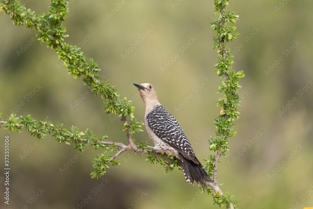 Female Golden-fronted Woodpecker Female Golden-fronted Woodpecker