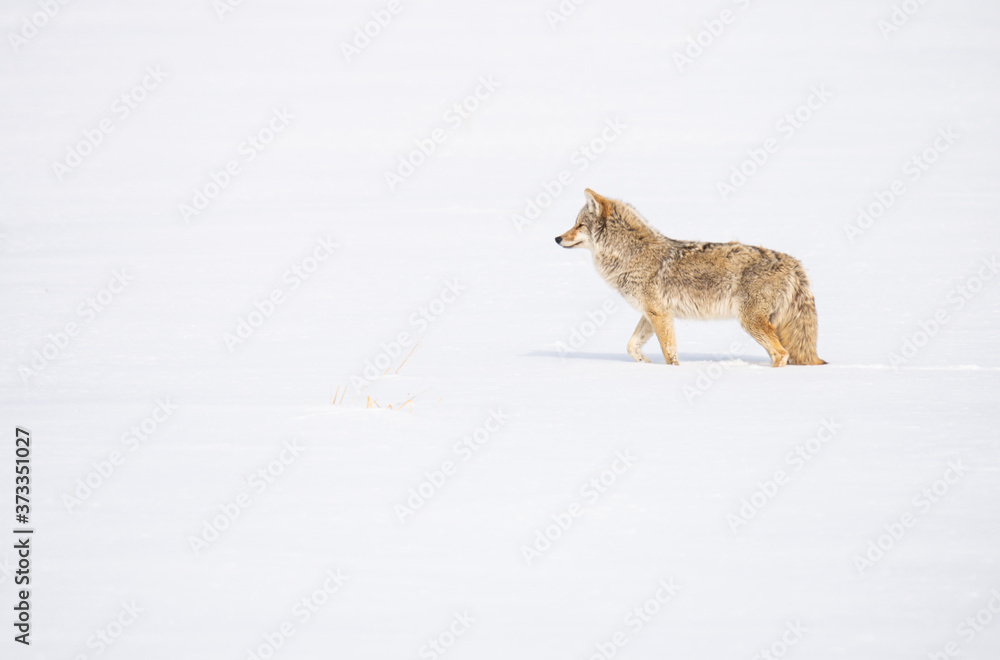 Fototapeta premium Coyote in the wild