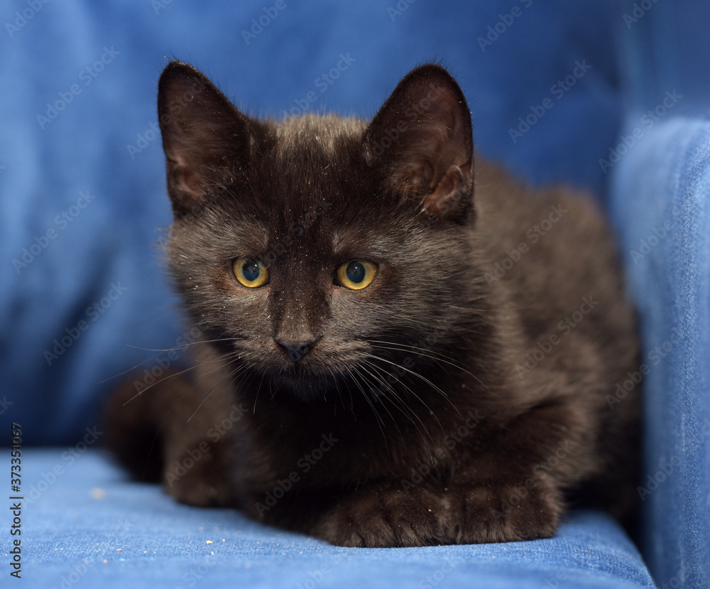 cute black european shorthair kitten