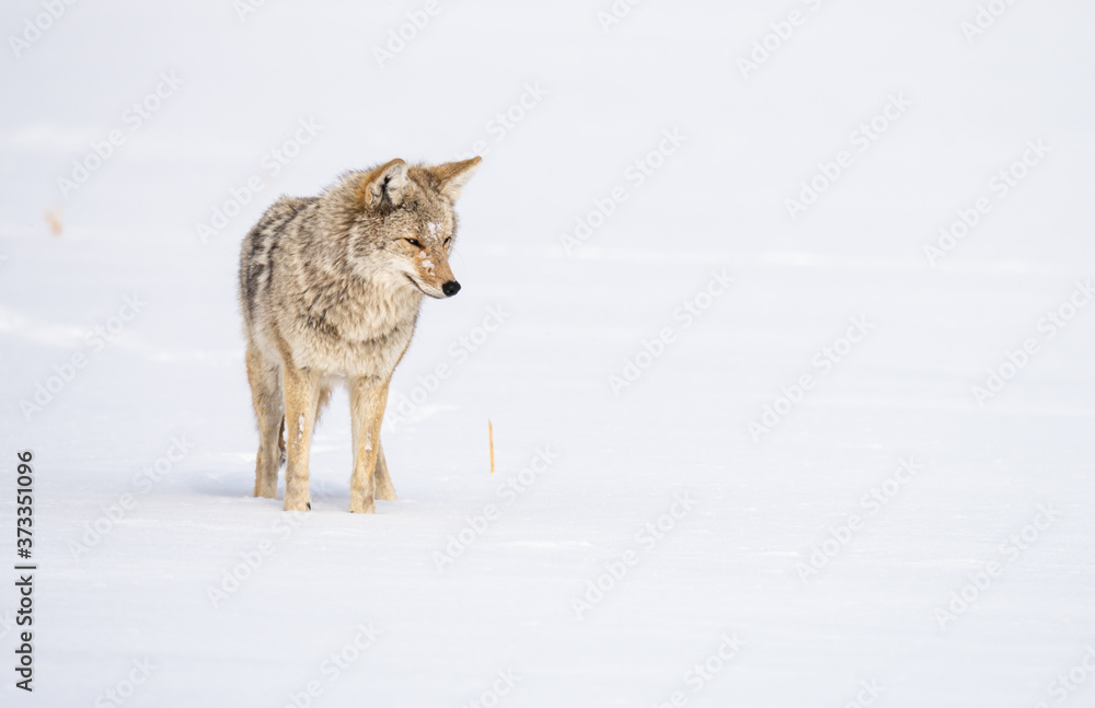 Fototapeta premium Coyote in the wild