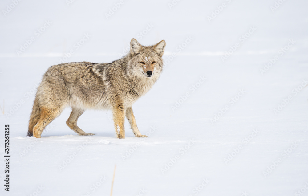 Coyote in the wild Coyote in the wild