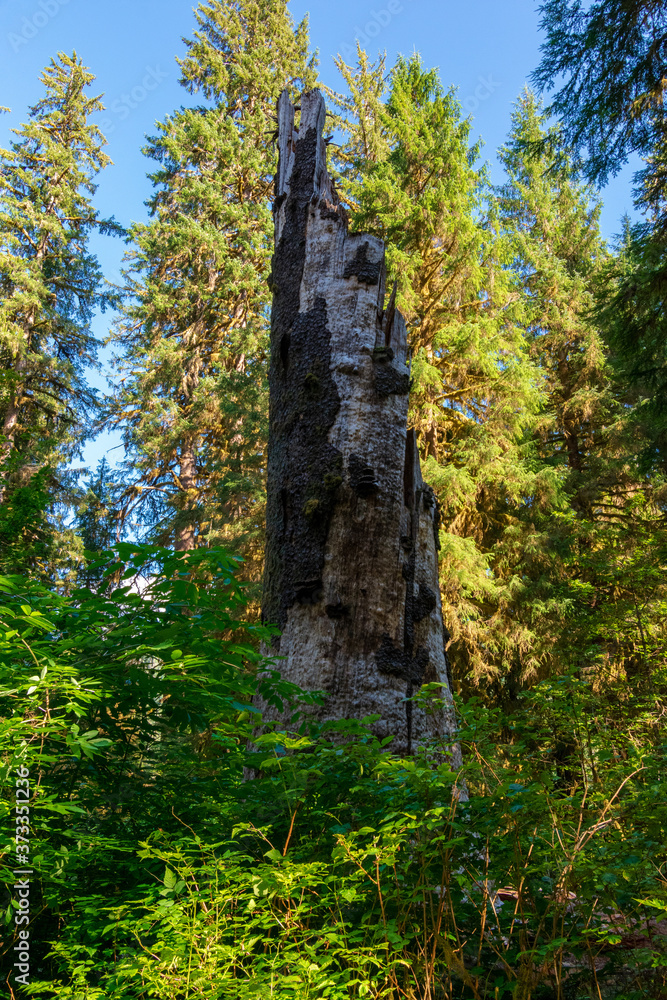 Big Cedar Tree in Olympic National Park Big Cedar Tree in Olympic National Park