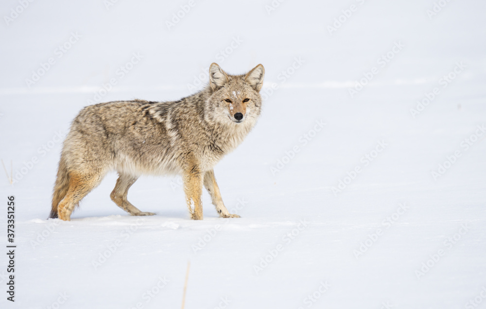 Coyote in the wild Coyote in the wild