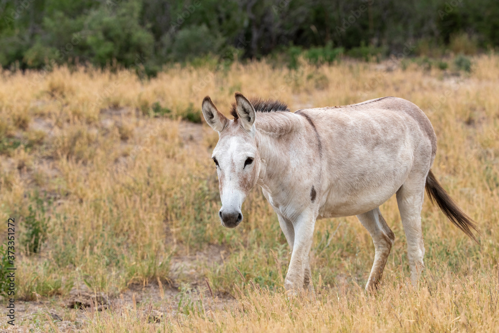 Domestic Mule on a Texas ranch.