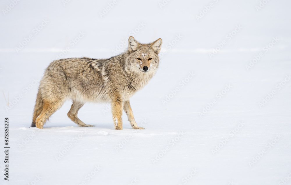 Coyote in the wild