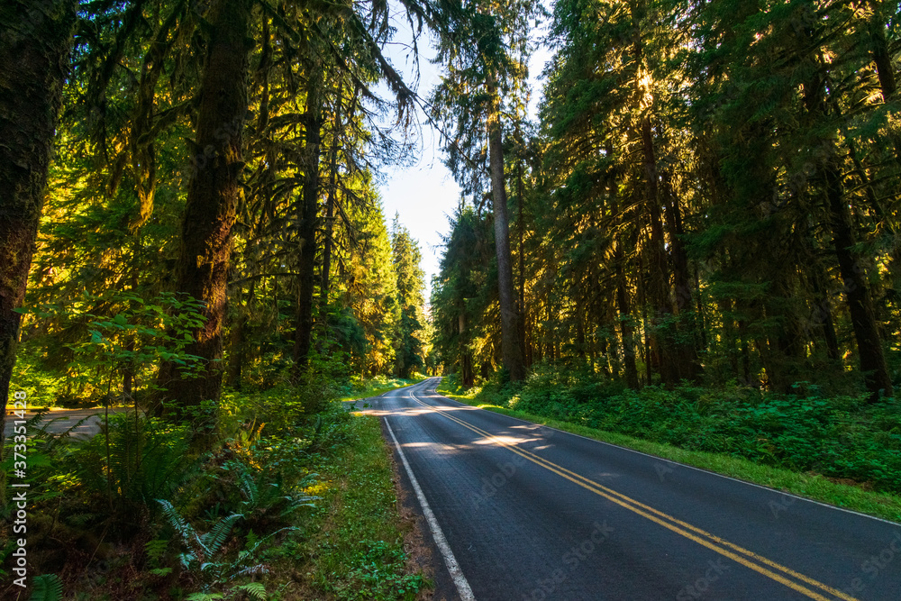 Road through the Hoh Rain Forest in Olympic National Park