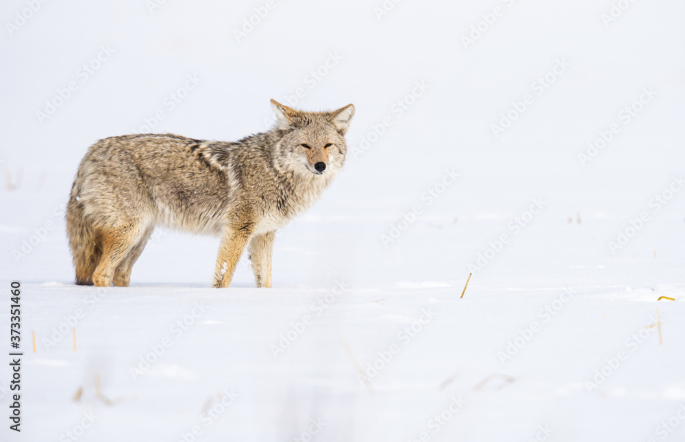 Obraz premium Coyote in the wild