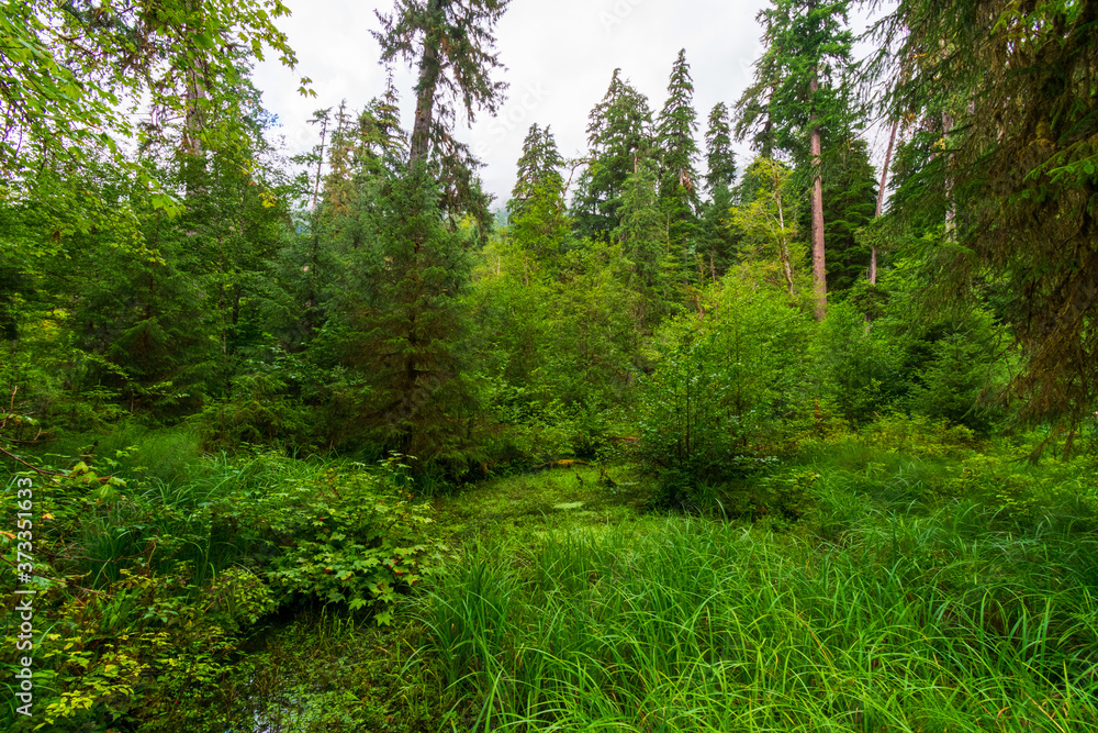 Hoh Rain Forest in Olympic National Park Hoh Rain Forest in Olympic National Park