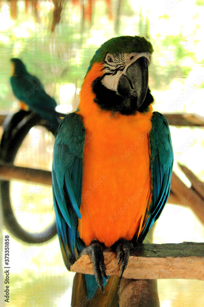 Fototapeta premium macaw, parrot. Fauna and animals of Iquitos, Peru Amazon jungle.