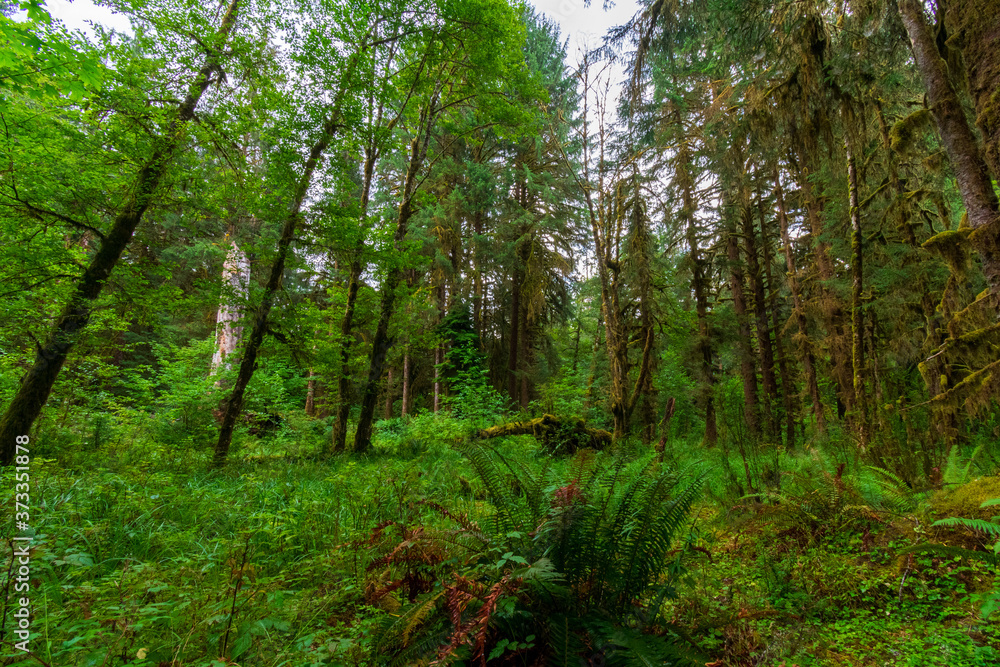 Ferns and tall trees in the Hoh Rain Forest in Olympic National Park